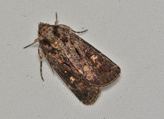 Proteuxoa bistrigula