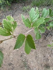 Rhoicissus tridentata