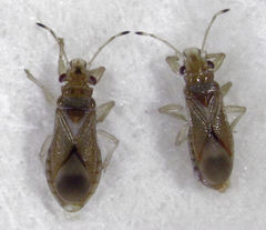 Thaumastocoris peregrinus