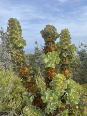 Hakea victoria