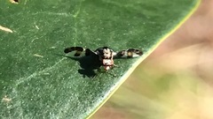 Dyscrasis hendeli
