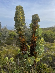 Hakea victoria