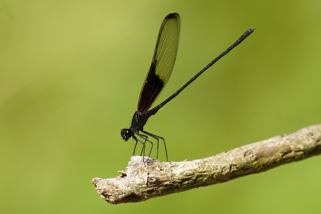 Smoky Rubyspot