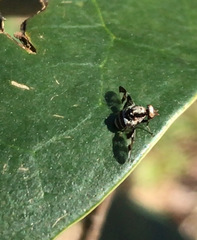 Dyscrasis hendeli