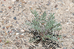 Astragalus eurekensis