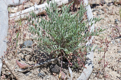 Astragalus eurekensis