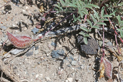 Astragalus eurekensis
