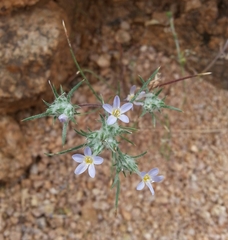 Eriastrum diffusum