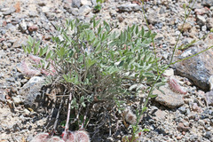 Astragalus eurekensis