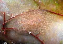 Doridomorpha gardineri