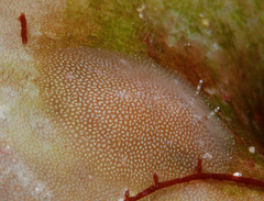 Doridomorpha gardineri