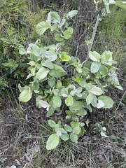 Brachylaena rotundata