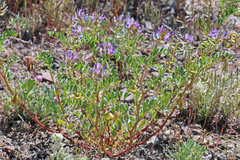 Astragalus lentiginosus araneosus