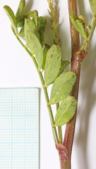 Astragalus lentiginosus araneosus