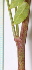 Astragalus lentiginosus araneosus