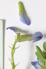 Astragalus lentiginosus araneosus