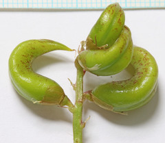 Astragalus lentiginosus araneosus