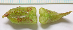Astragalus lentiginosus araneosus