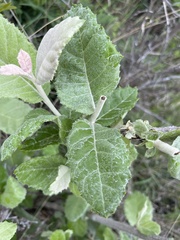 Brachylaena rotundata