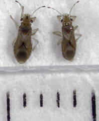 Thaumastocoris peregrinus