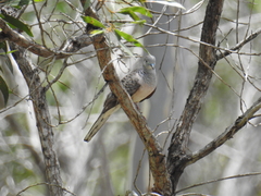 Geopelia placida placida