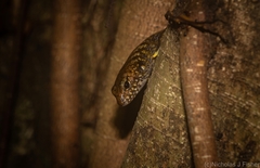 Silvascincus murrayi