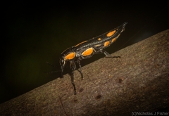 Rhinotia plagiata