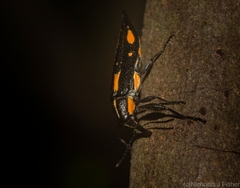 Rhinotia plagiata