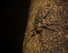 Prosoplus bakewellii