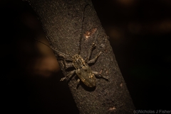 Prosoplus bakewellii
