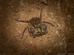 Stephanopis carcinoides