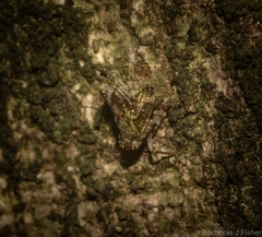 Cotylana angustifrons