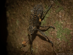 Isacantha rhinotioides