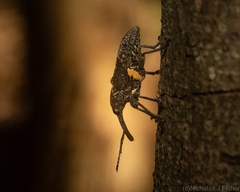 Isacantha rhinotioides