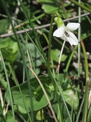 Viola caleyana