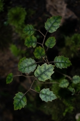 Nothofagus fusca
