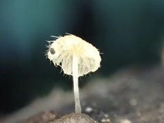 Mycena brunneisetosa