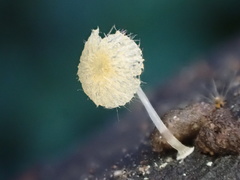 Mycena brunneisetosa
