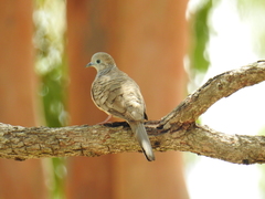 Geopelia placida placida