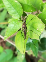 Toxorhynchites theobaldi