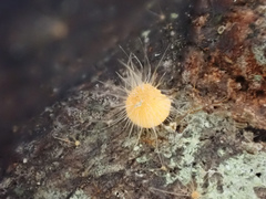 Mycena brunneisetosa