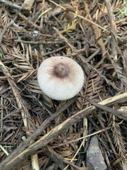 Leucocoprinus brebissonii