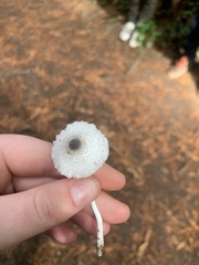 Leucocoprinus brebissonii