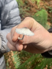 Leucocoprinus brebissonii