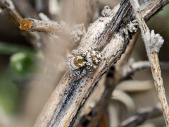 Pseudomogrus dalaensis