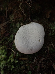 Boletus semigastroideus