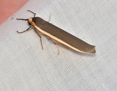 Palaeosia bicosta