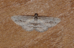 Didymoctenia exsuperata