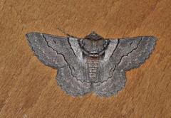 Hypobapta percomptaria
