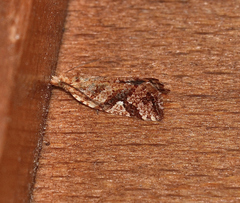 Epitymbia isoscelana